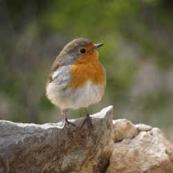 Bird in Marseille